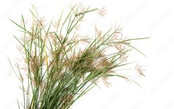Nut Grass